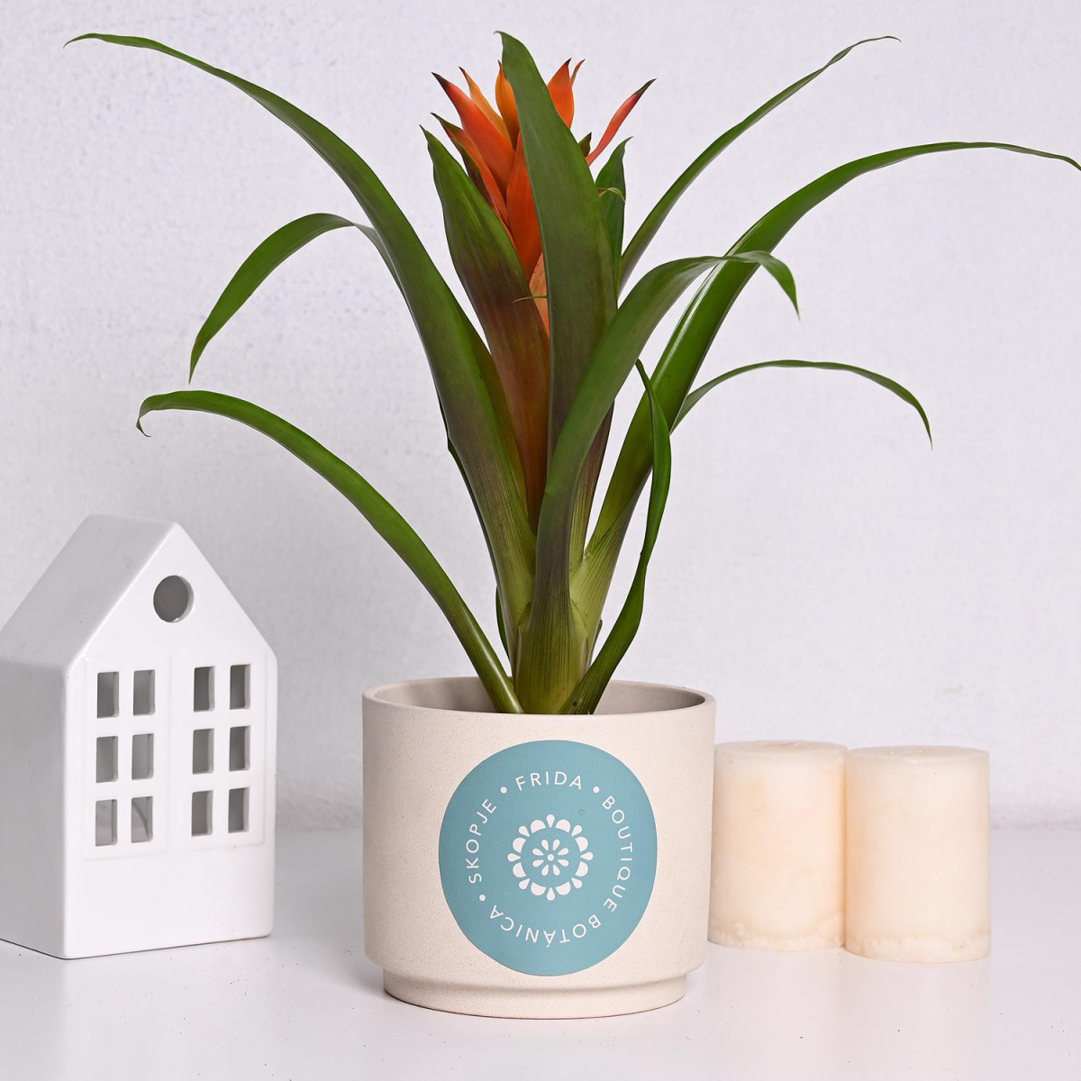 Гузманија ф9