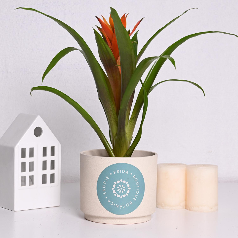 Гузманија ф9