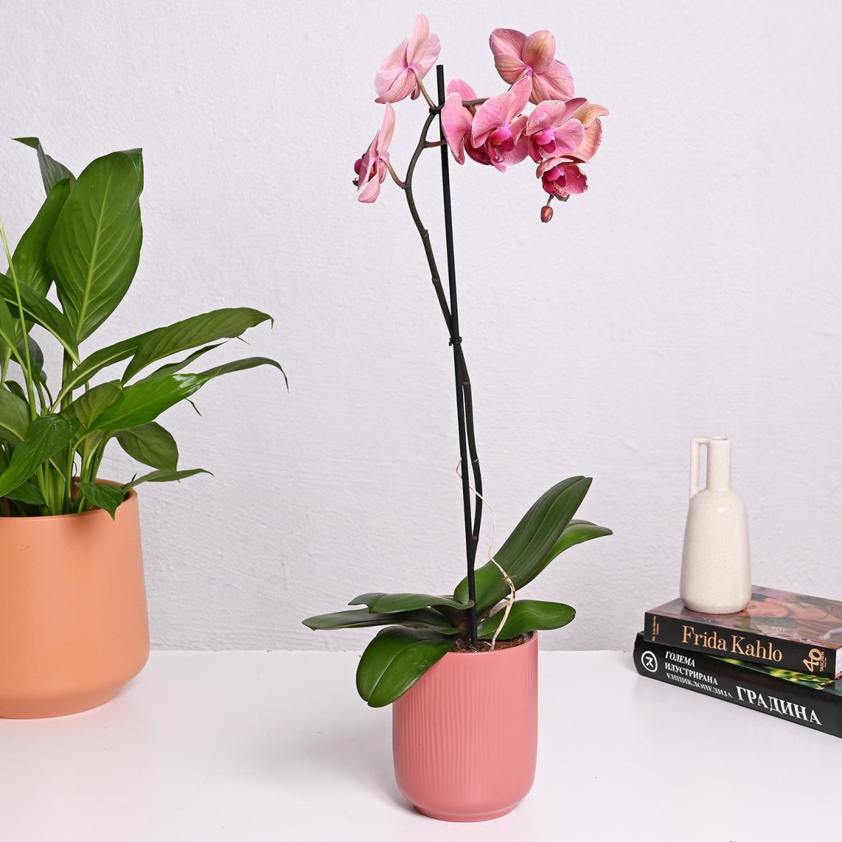 Фаленопсис со 1 гранка