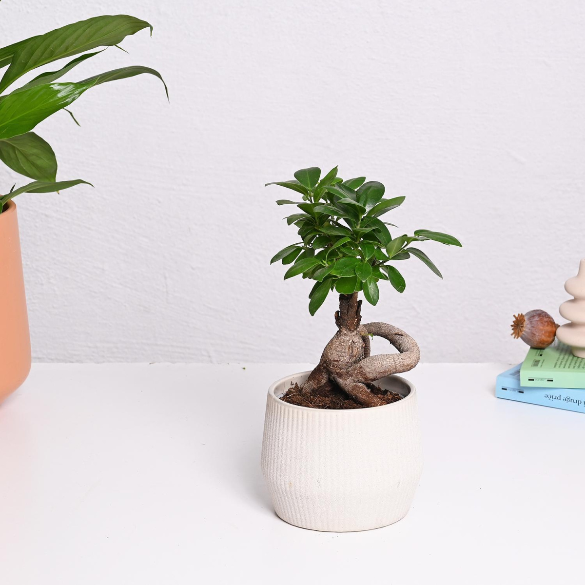 Фикус гинсенг во керамика