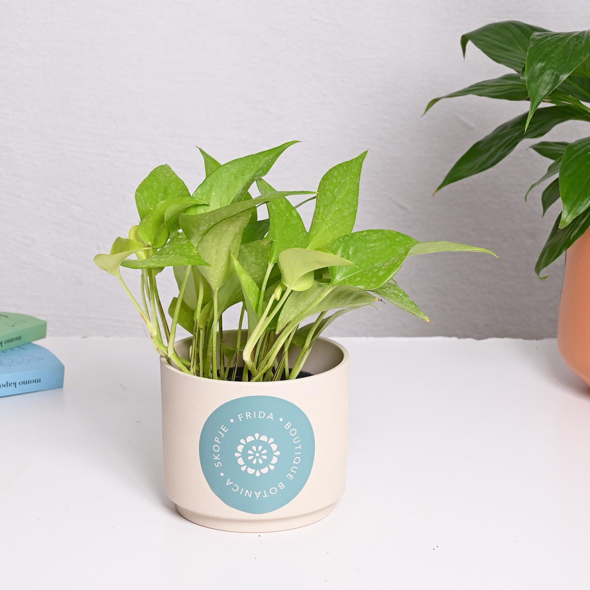 Епипремнум Golden Pothos