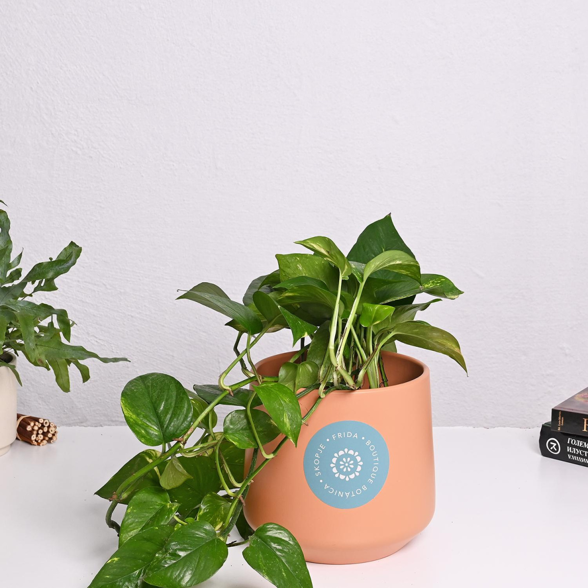 Епипремнум  Aureum