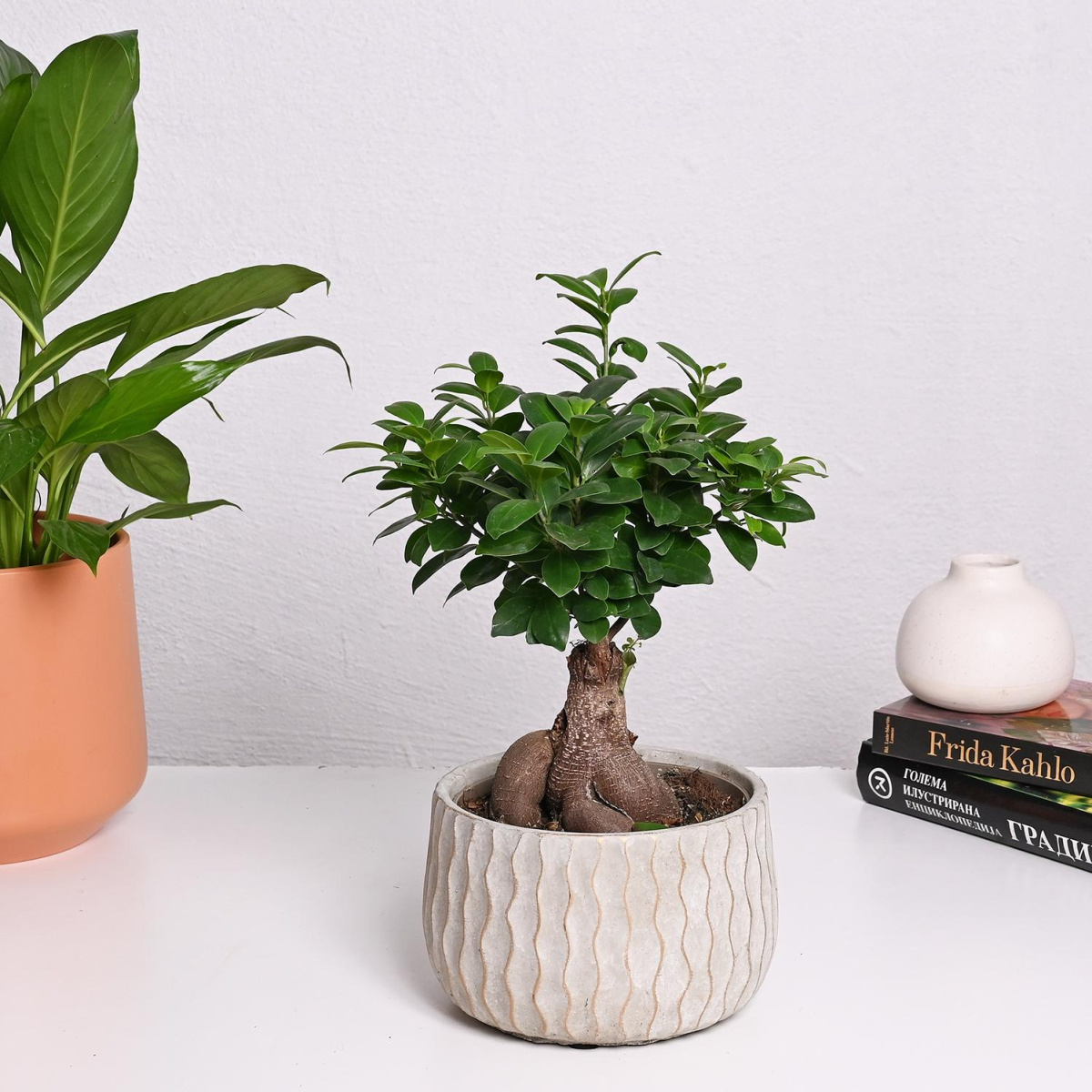 Фикус Гинсенг Wave