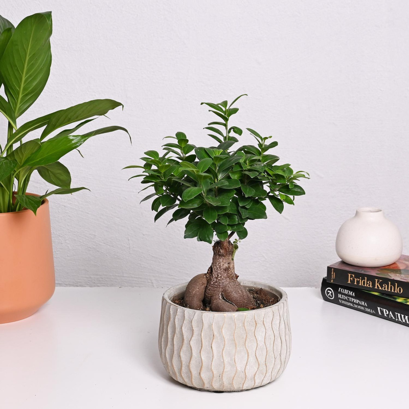 Фикус Гинсенг Wave