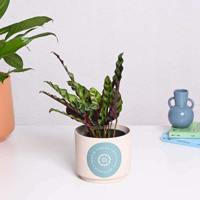 Калатеа Rattlesnake