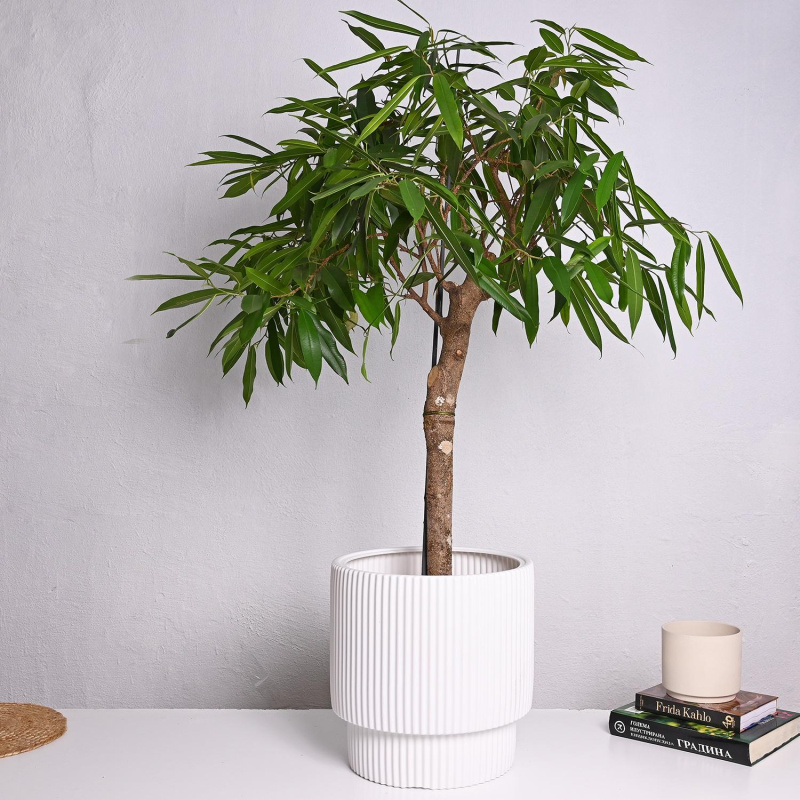 Фикус Maclellandii