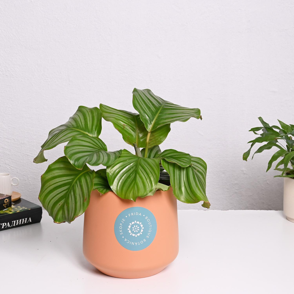 Калатеа Orbifolia