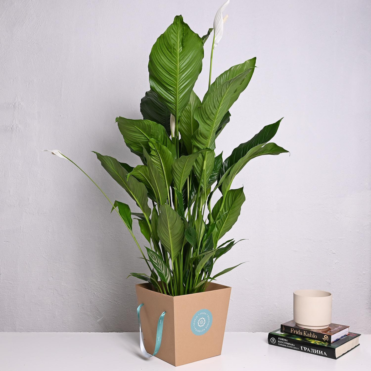 Спатифилиум XXL