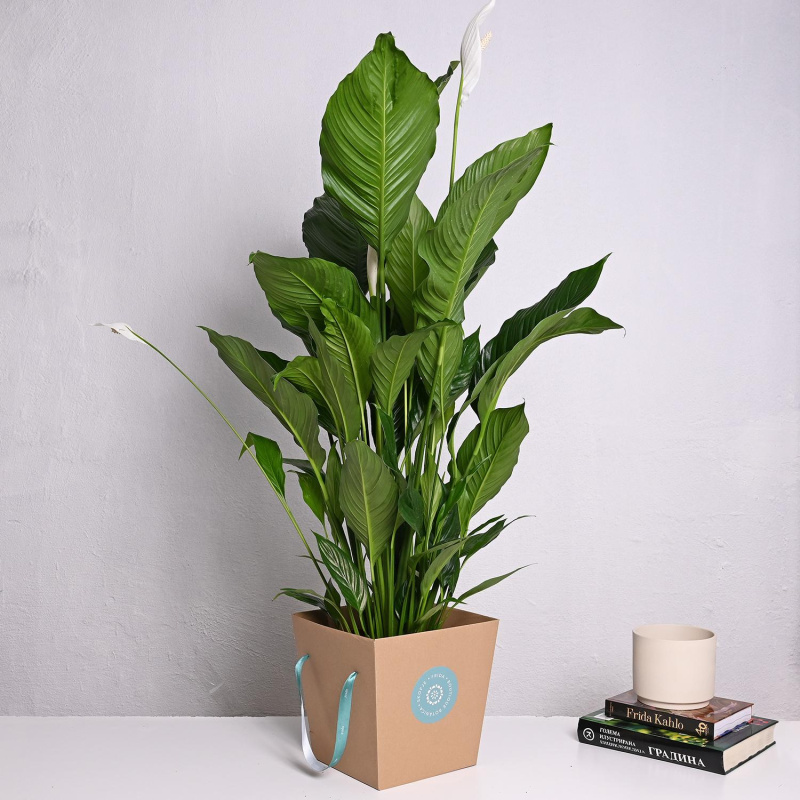 Спатифилиум XXL