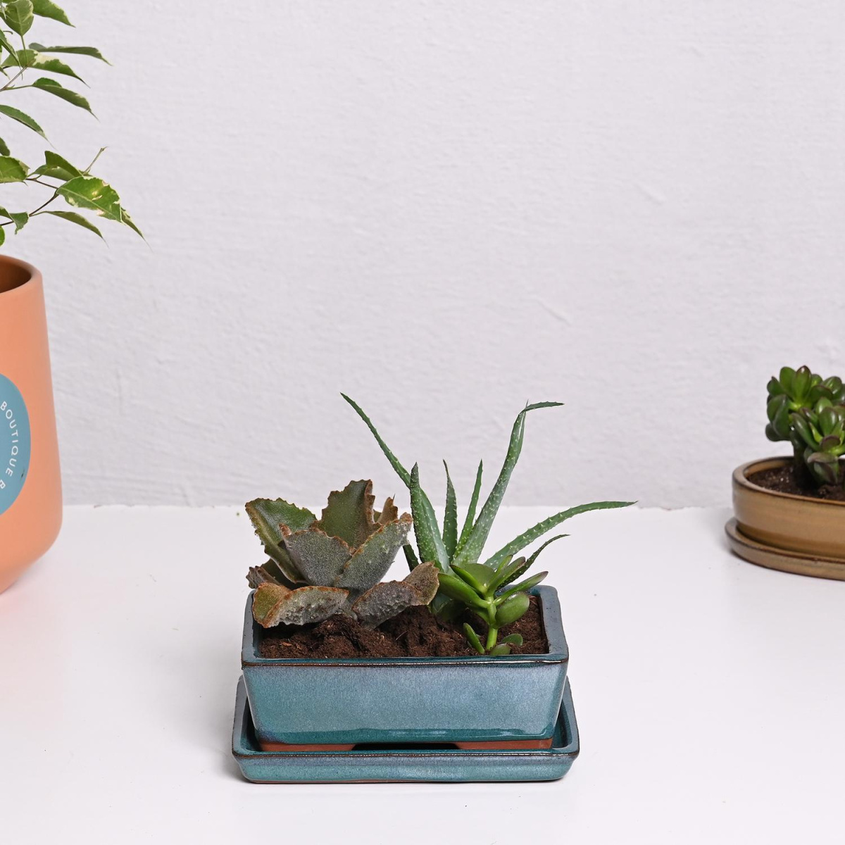 Сукулент во керамика