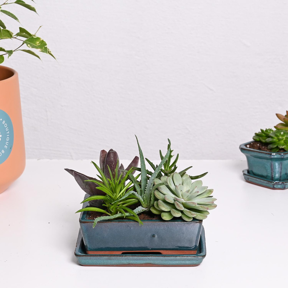 Сукулент во керамика