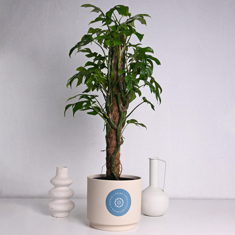 Филадендрон