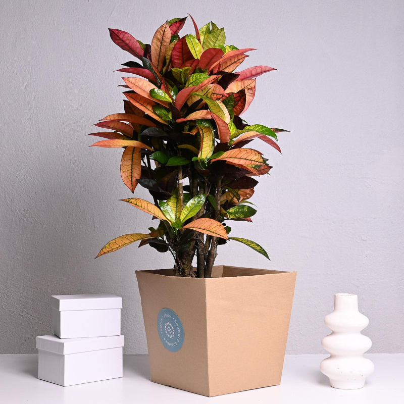 Кротон Mrs Icetoon ф24