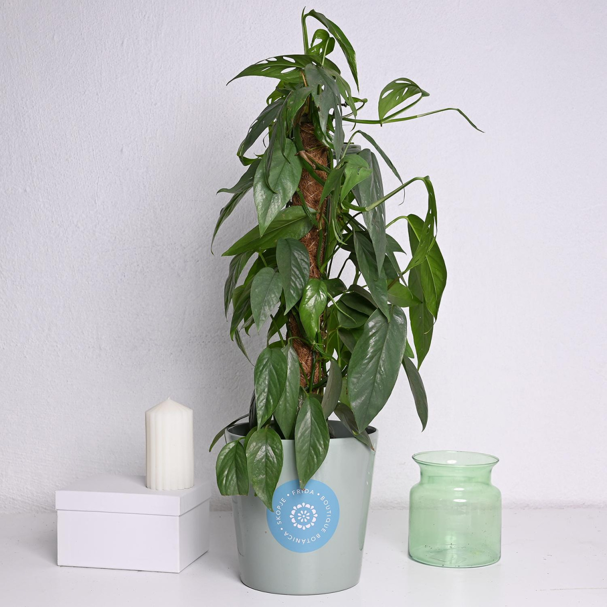 Епипремнум Cebu blue