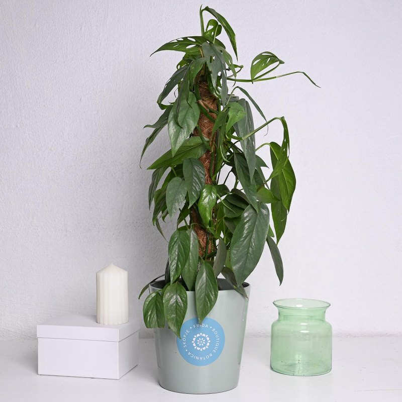 Епипремнум Cebu blue