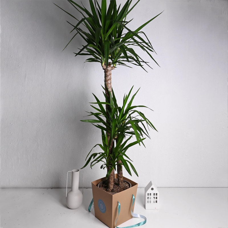 Јука со 3 стебла