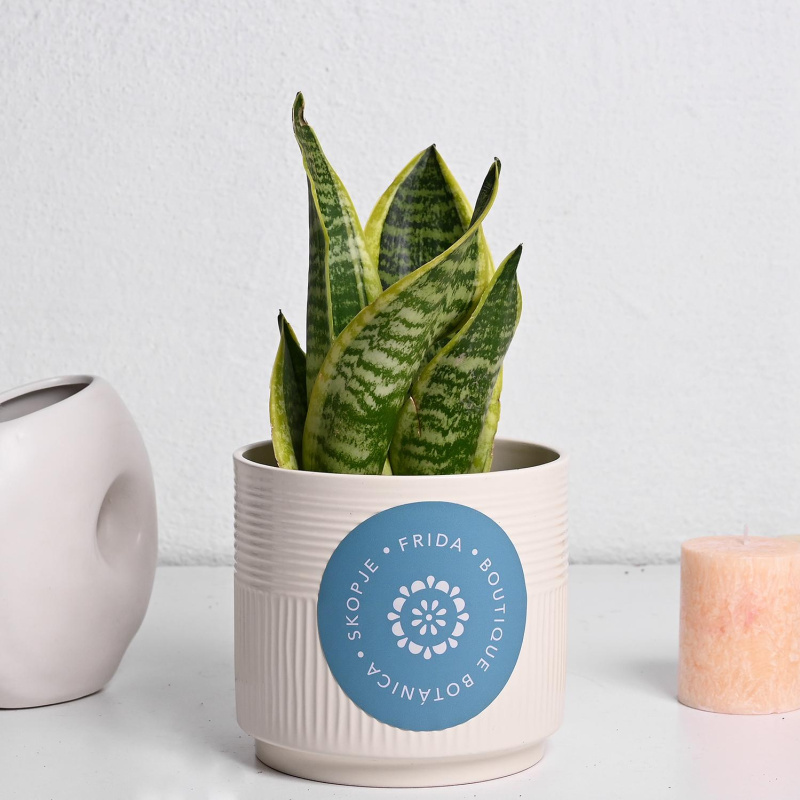 Сансеверија