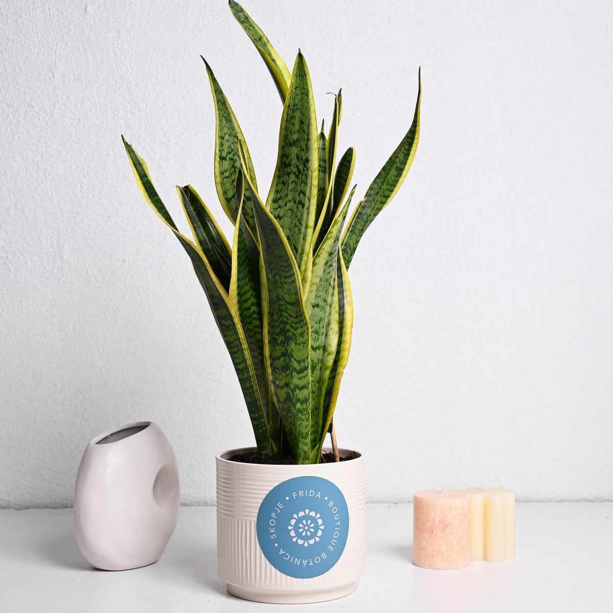 Сансеверија