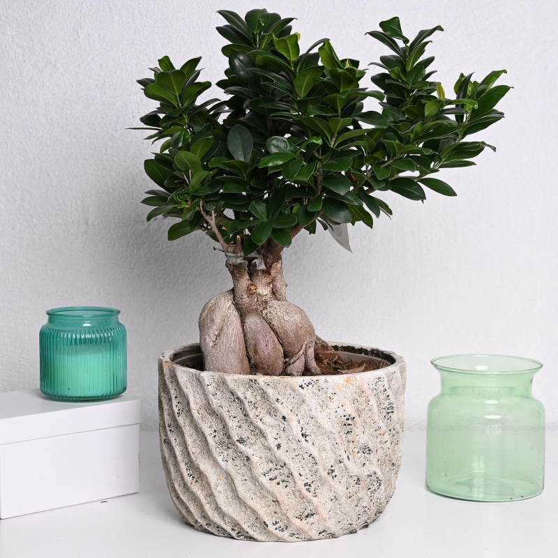 Фикус гинсенг во керамика