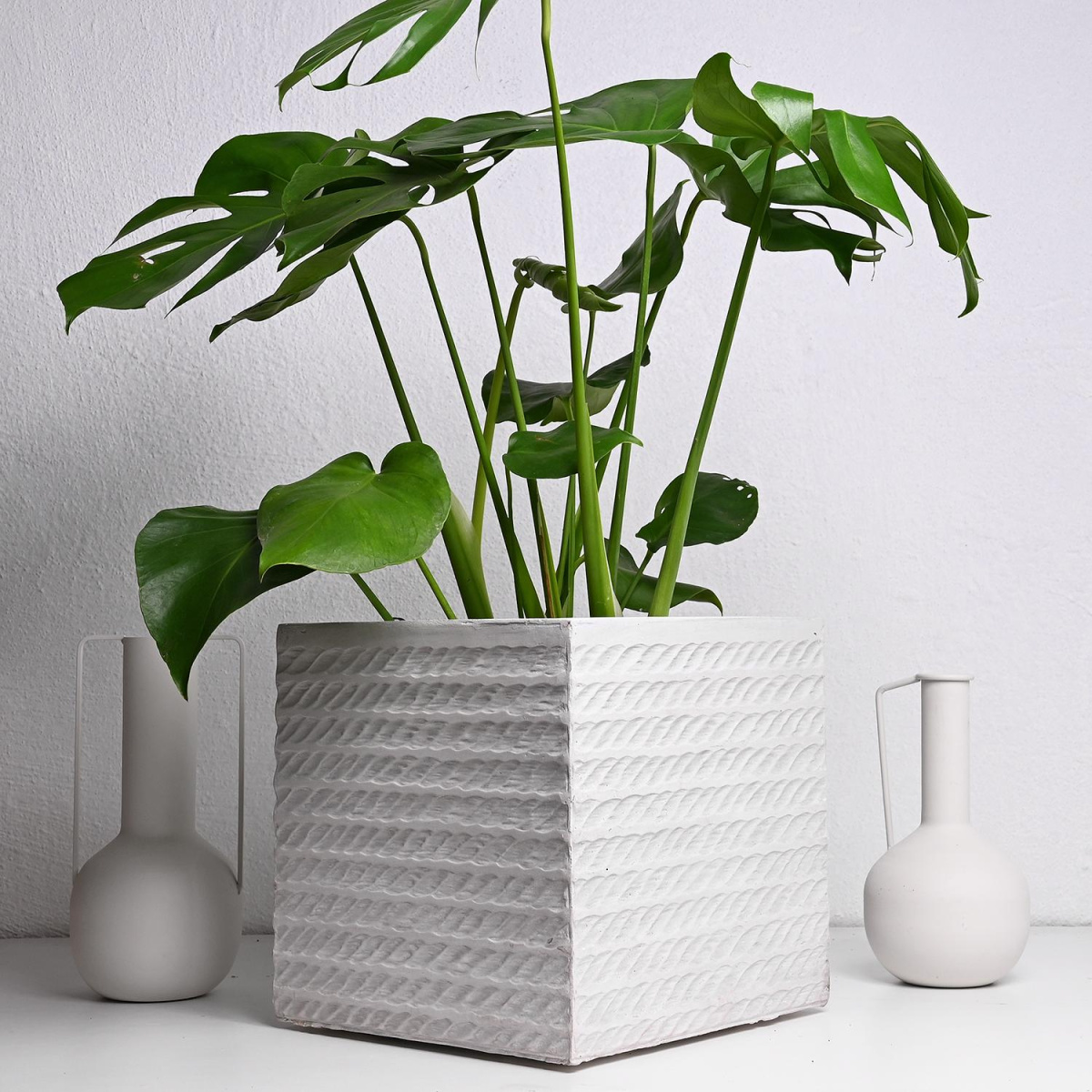 Корда Вазна Белa С