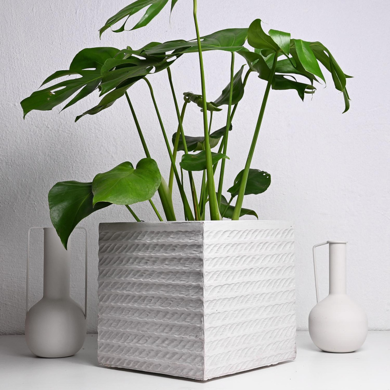 Корда Вазна Белa С