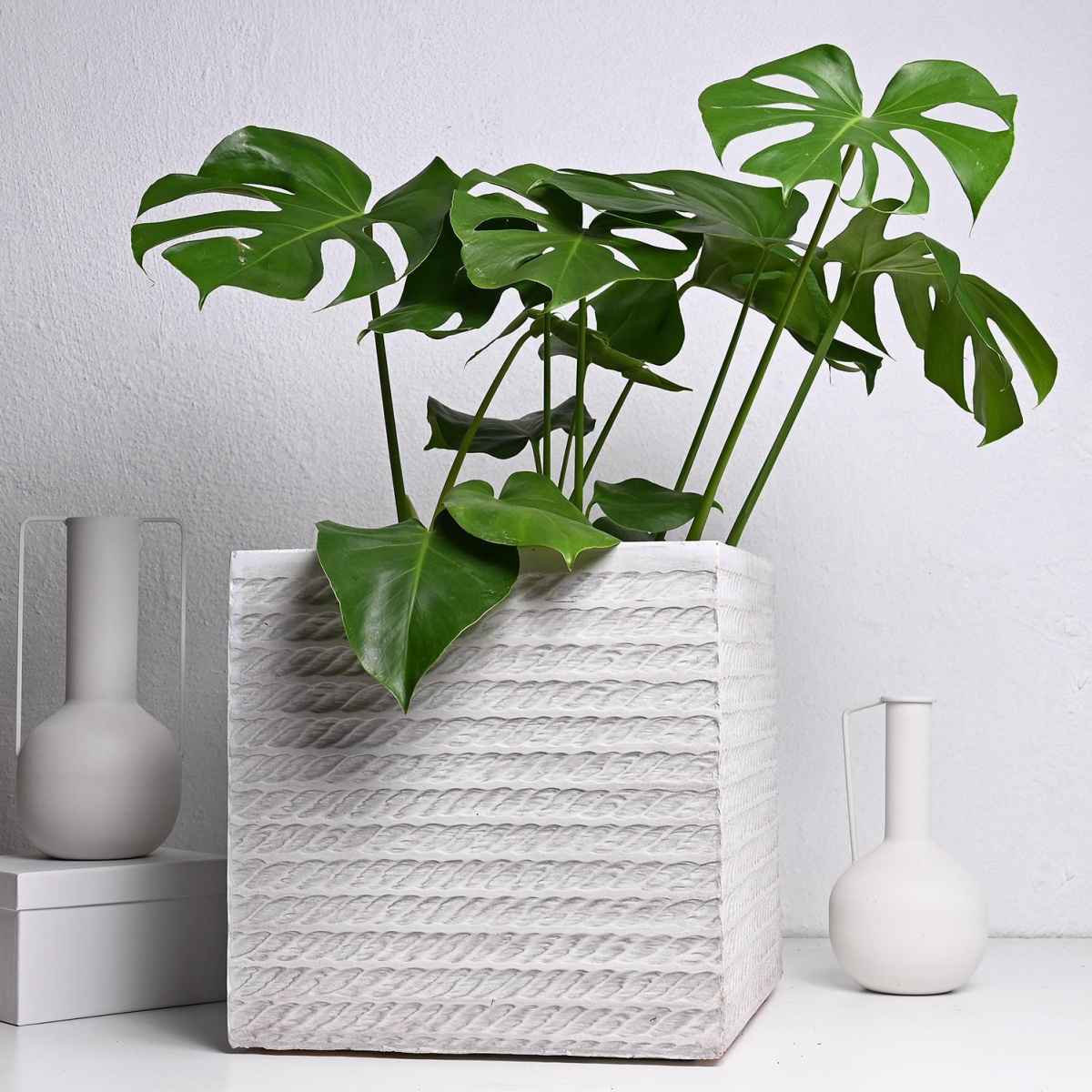 Корда Сет Вазна Бела М