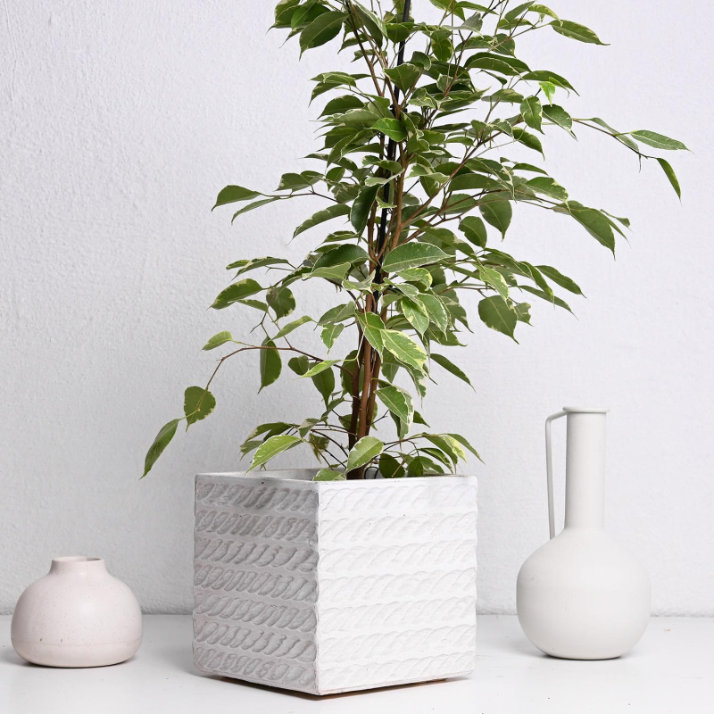 Корда Сет Вазна Бела ХС