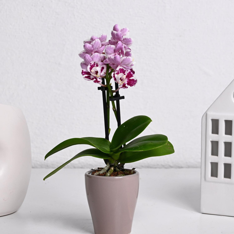 Фаленопсис Мини