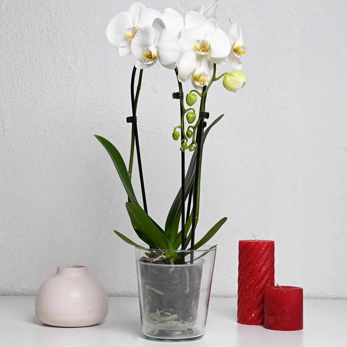 Саксија за Орхидеја