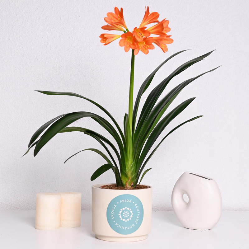 Кливиа Мината