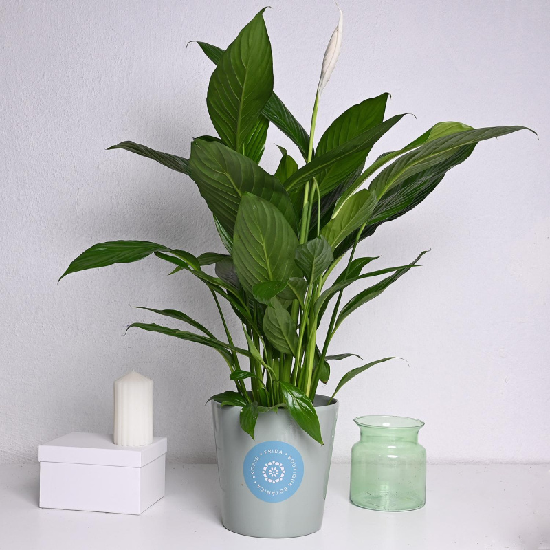 Спатифилиум