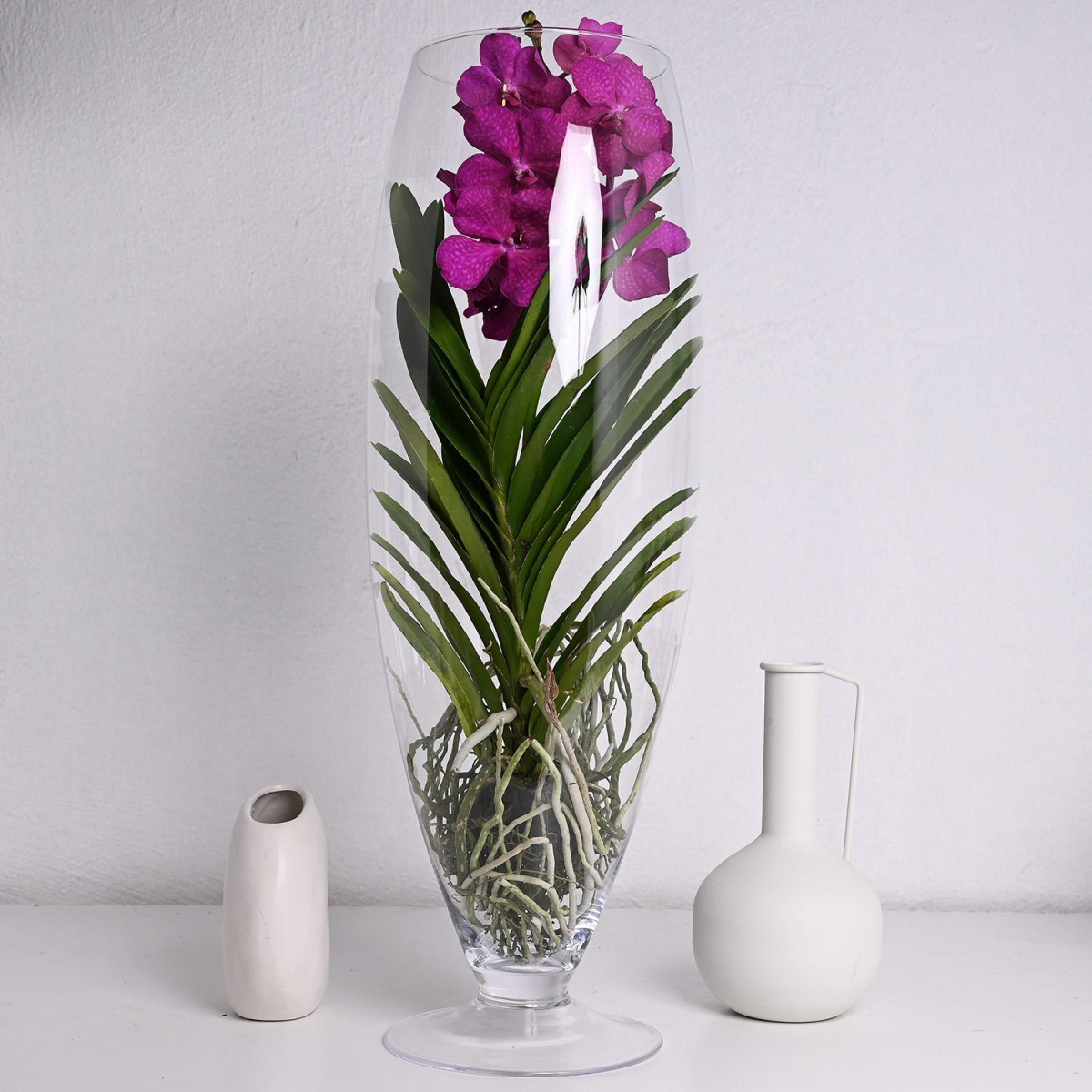 Фаленопсис Ванда