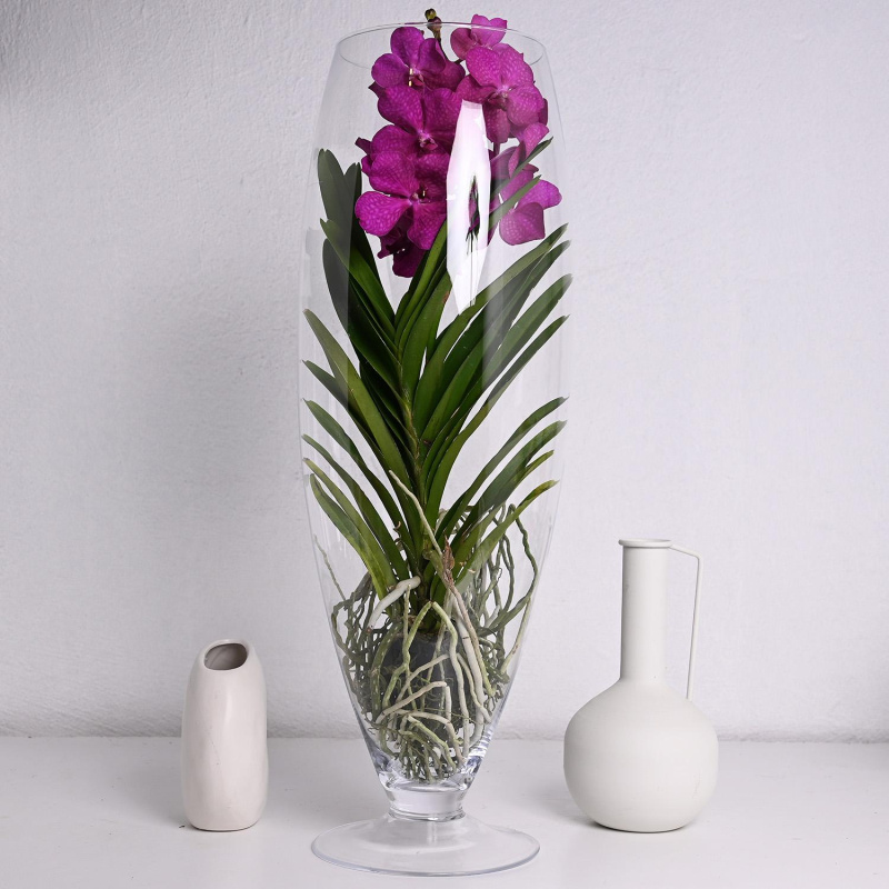 Фаленопсис Ванда