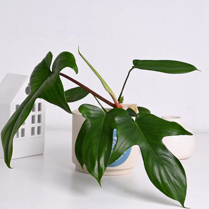 Филадендрон